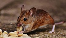 24 Hour & Emergency Exterminators in Moores Creek National Battle, NC